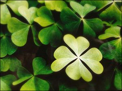 4 leave clover anyone?